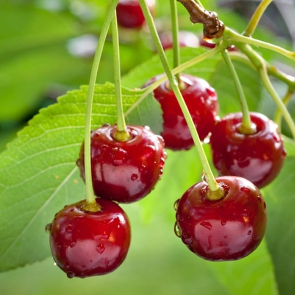 cherry harvesting